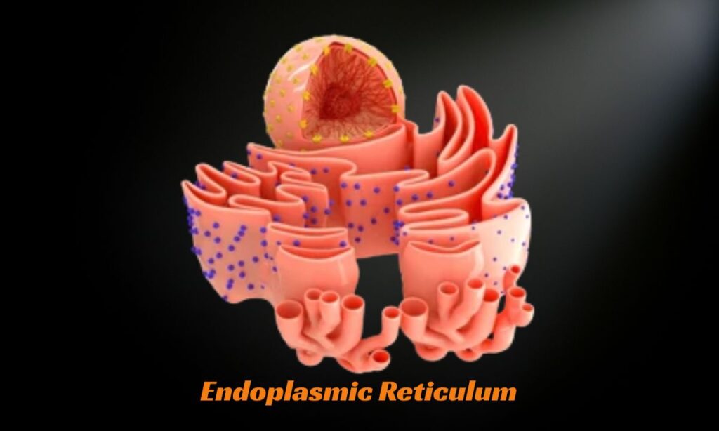 910+ Endoplasmic Reticulum Pick Up Lines in 2025